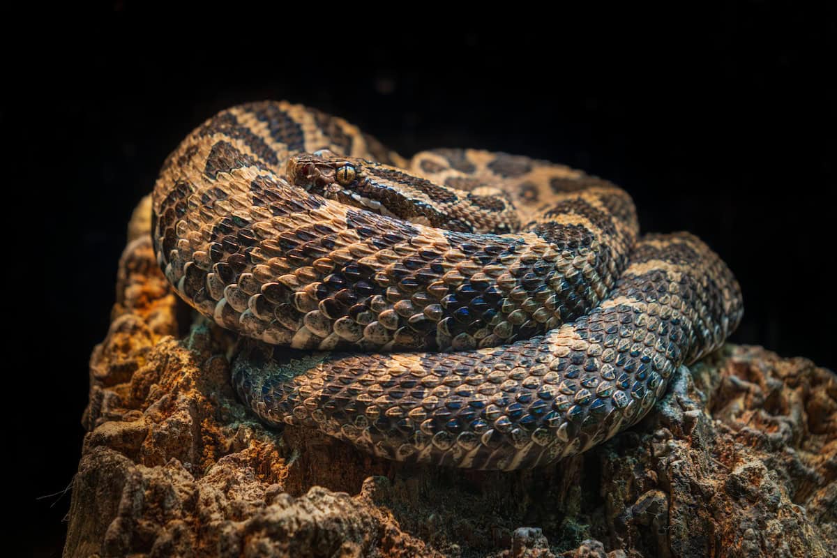 Macro photo of coiled Eastern Massasauga rattlesnake displaying scales and patterns
