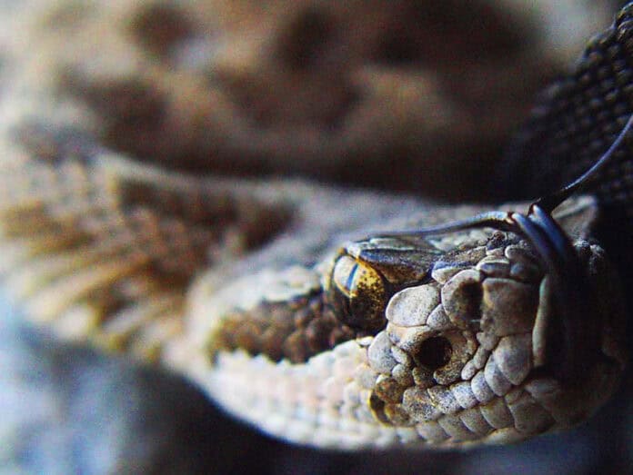 rattlesnake Rehabilitating the Rattler | Photo: Patricia Kerr