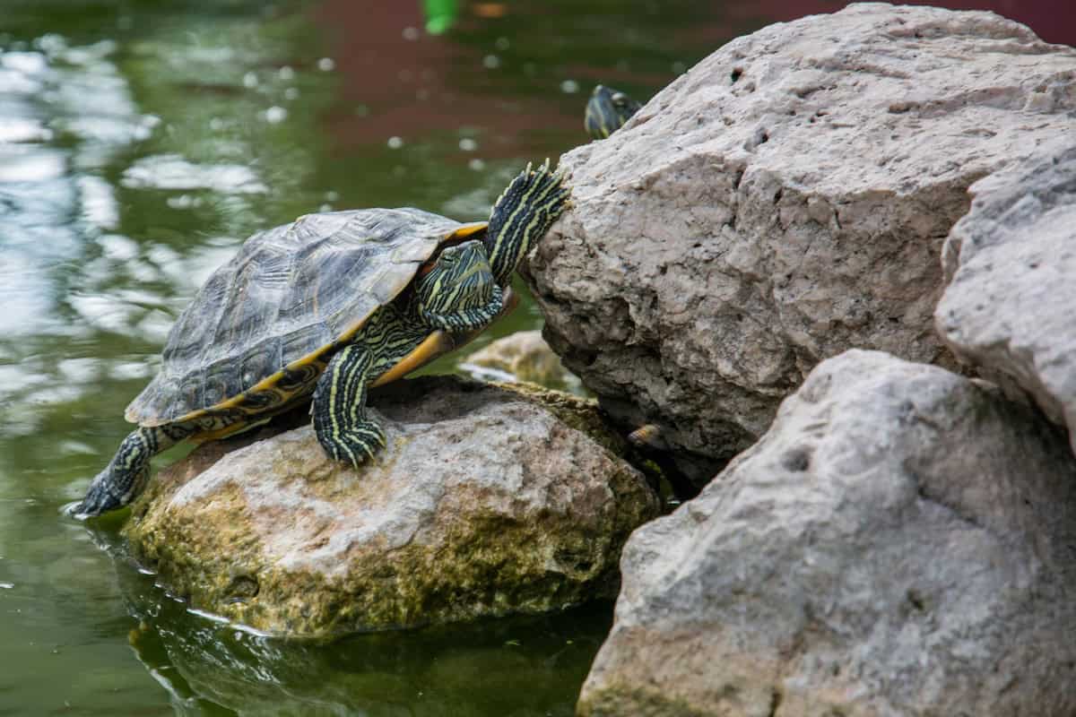 Photo: Pexels.com