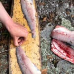 person fillets fish on a wooden board at a camp site