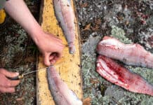person fillets fish on a wooden board at a camp site