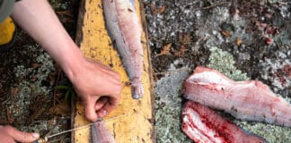 person fillets fish on a wooden board at a camp site