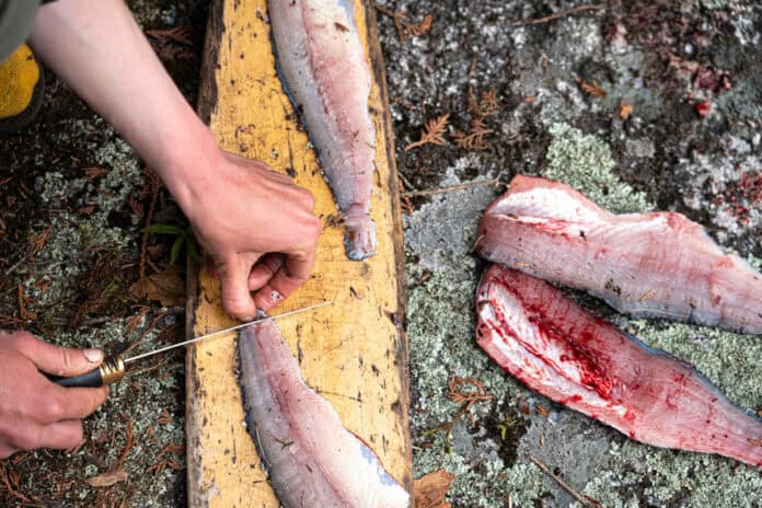 person fillets fish on a wooden board at a camp site