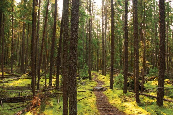 Narrow path between trees in the woods.