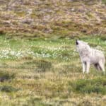 photograph of a wolf howling on tundra