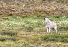 photograph of a wolf howling on tundra