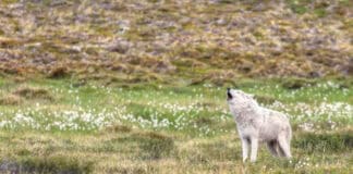 photograph of a wolf howling on tundra