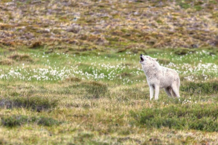 photograph of a wolf howling on tundra