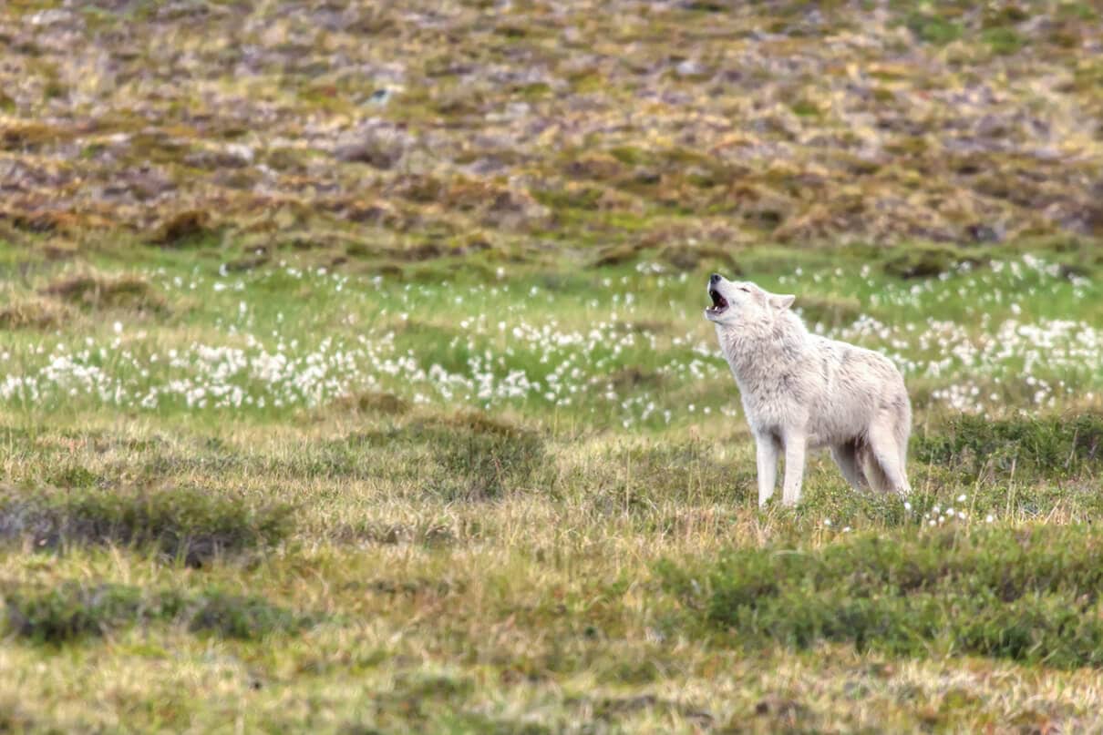photograph of a wolf howling on tundra
