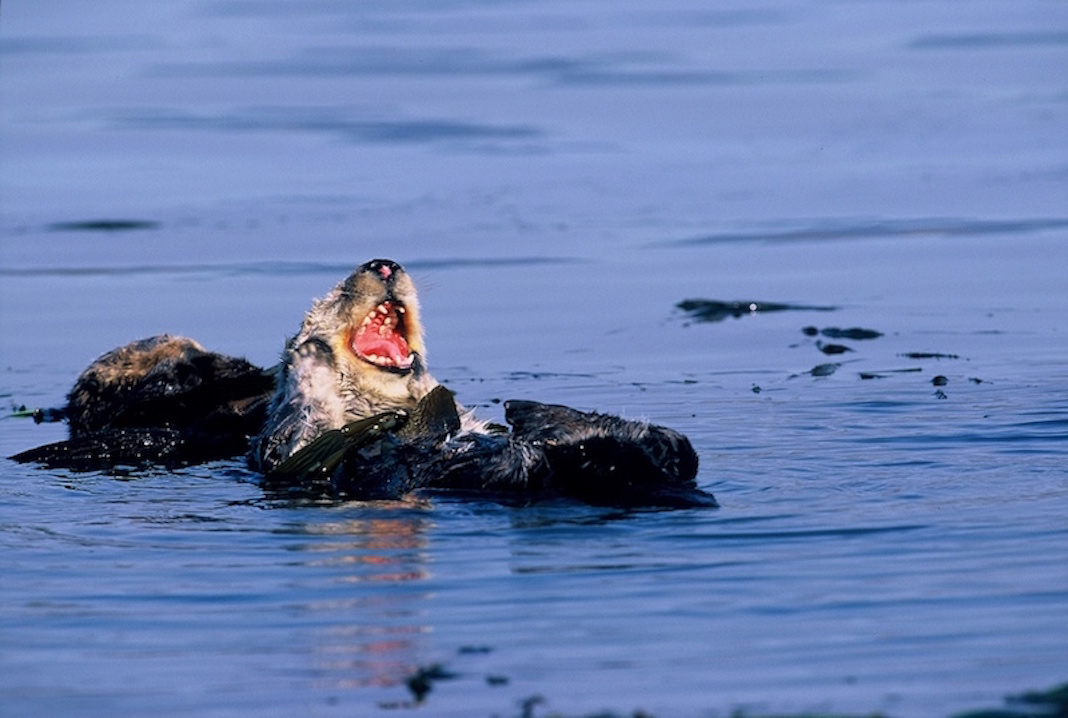 Otter yawning