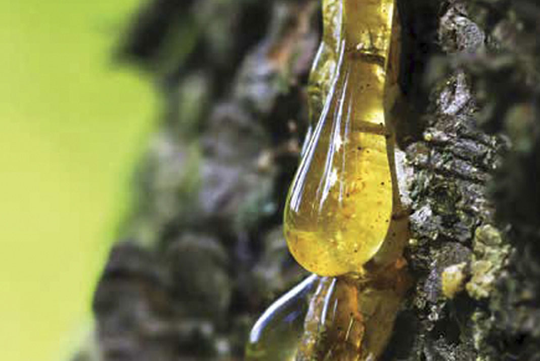 Pine gum dripping down a tree