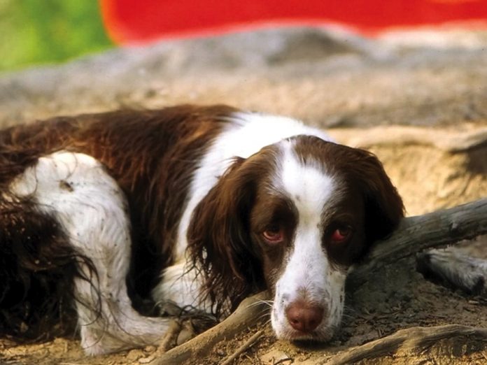 Canine Canoeist | Photo: Kevin Callan