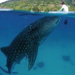 Don’t Feed The Shark Photo: Simon Pierce