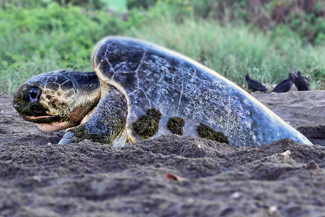 a sea turtle emerging from the sand