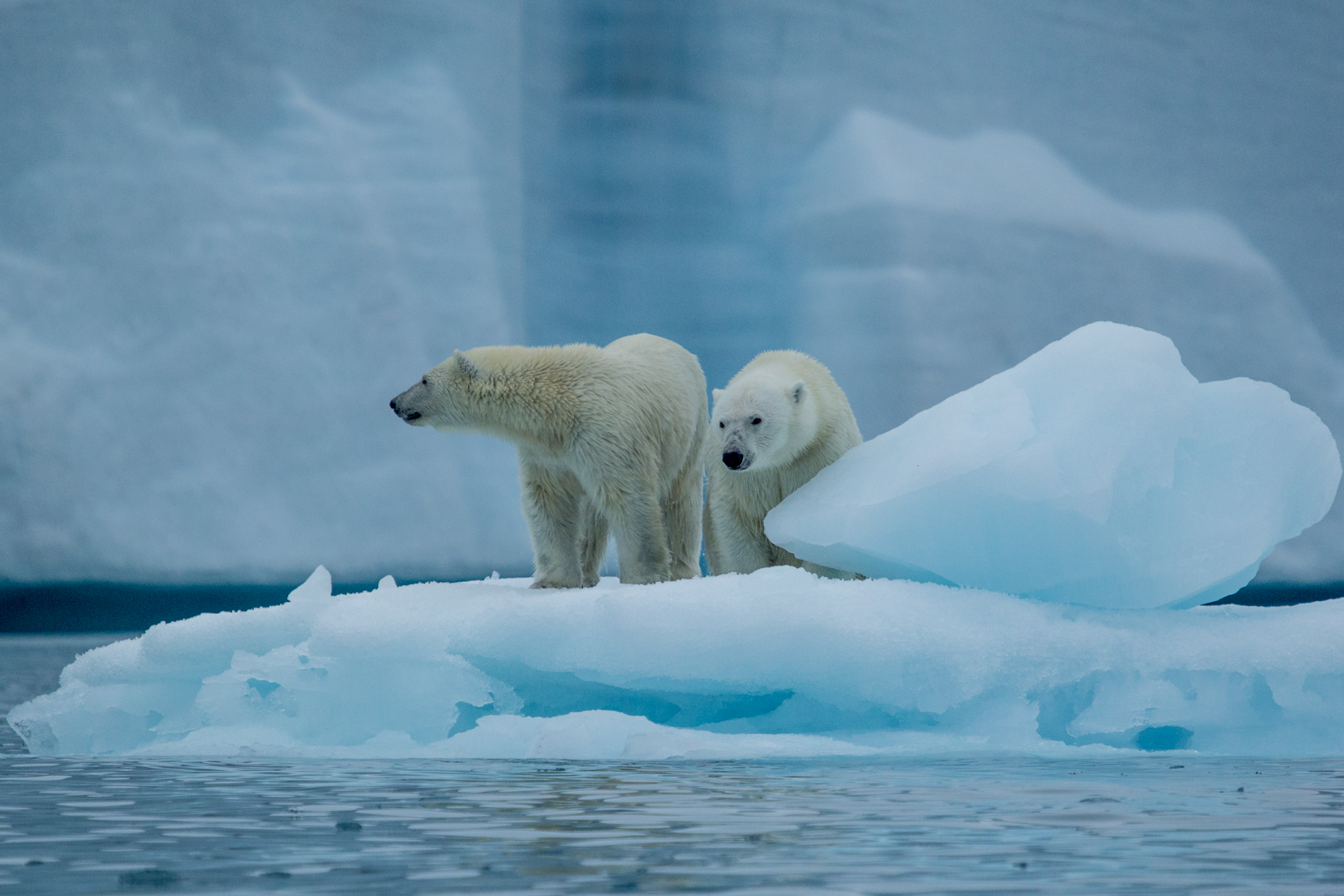 Polar bears on Ice Bears and Islands kayak expedition. 