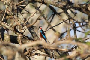 A bird at the Hairy Lemon Eco Lodge on the Victoria Nile, Uganda