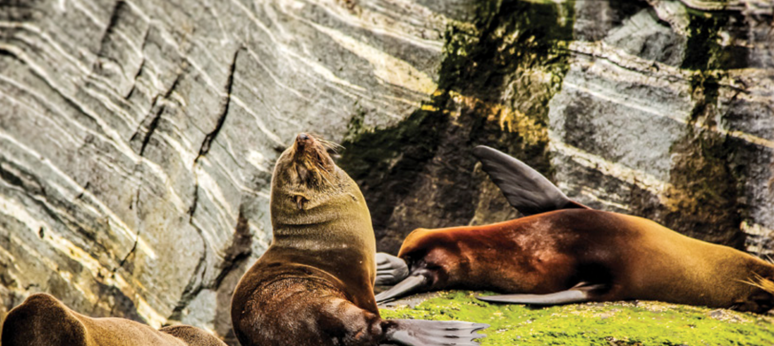 Seals sunning in Milford Sound NZ