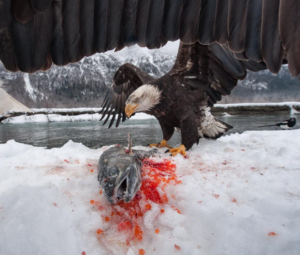 Peter Mather's photo of an eagle eating a fish