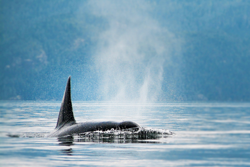 An Orcka whale in the Johnstone Strait of BC breaches. 