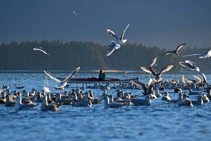 woman sea kayaking surrounded by seagulls