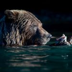 Tips For Photographing Wildlife From A Kayak grizzly bear eating a salmon head