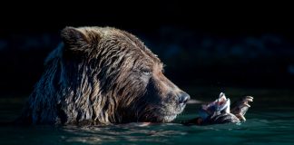 grizzly bear eating a salmon head