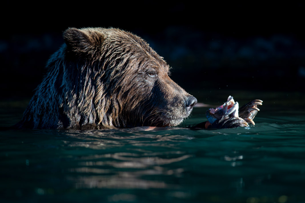 grizzly bear eating a salmon head