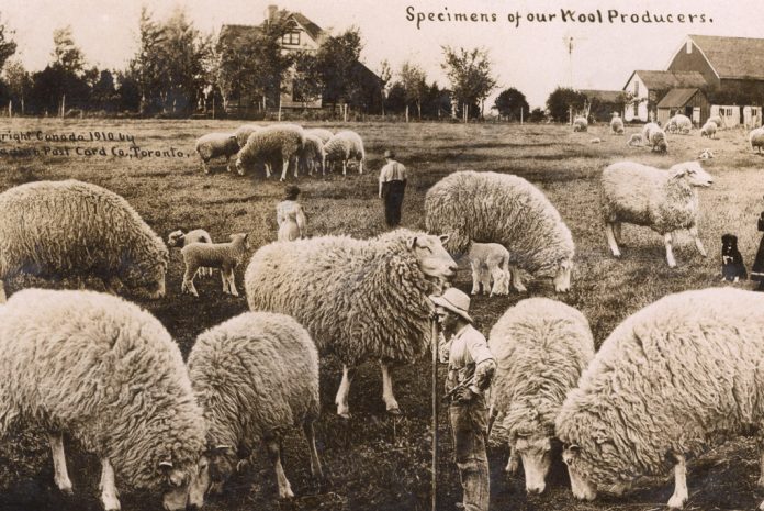 a field of sheep