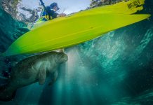 man paddle boarding above a manatee