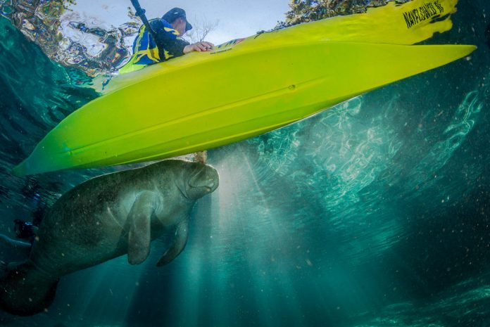 man paddle boarding above a manatee