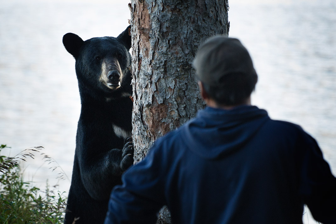 black bear surprising a man