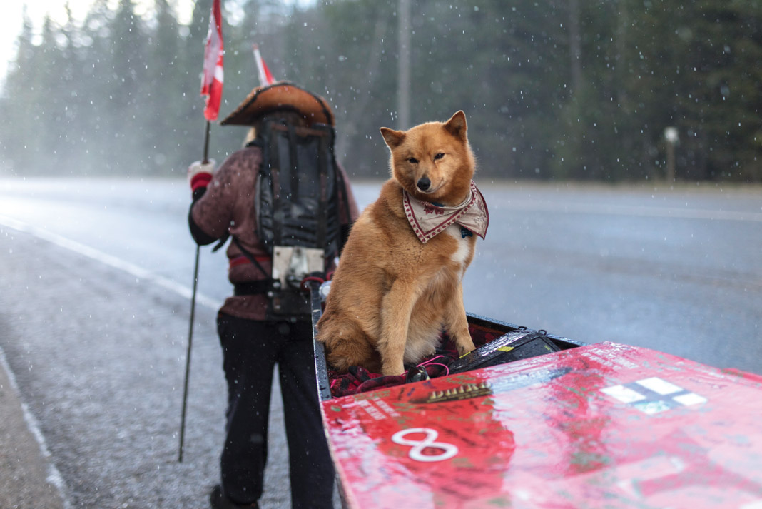 Dog sitting in canoe as man pulls it down a road as snow falls.