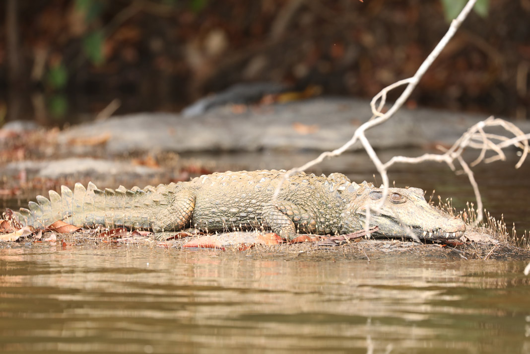 a caiman resting on shore