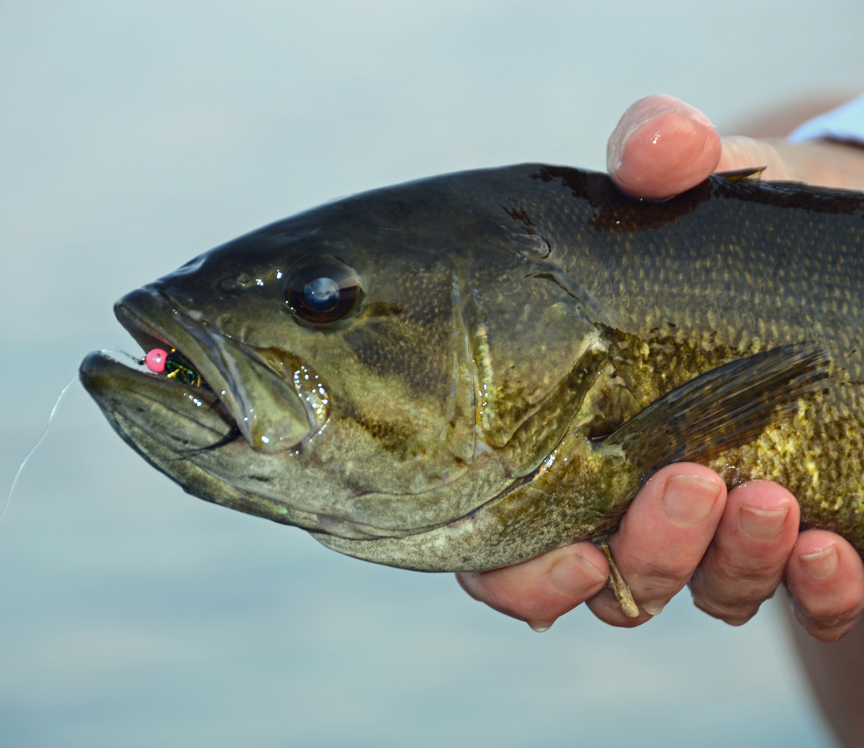 A person holding a bass with a lure coming out of its mouth Jack Ballard