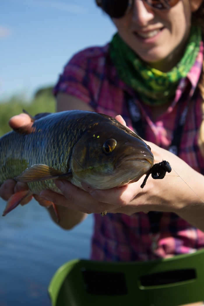 How Catching Whitefish Will Make You A Better Angler (Seriously