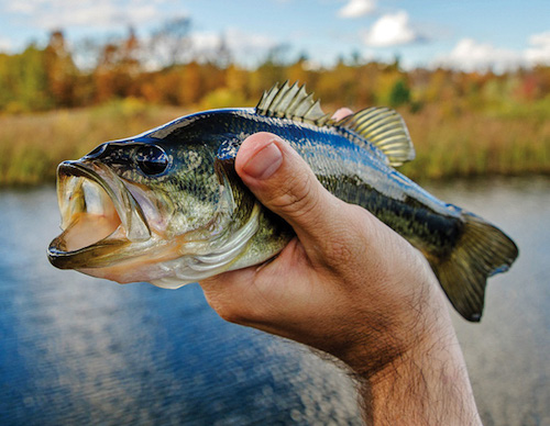 One of New York's resident largemouth bass. 