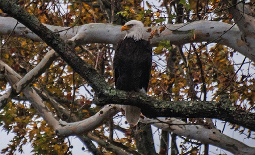Dustin Doskocil spent a full afternoon chasing bald eagles in Upstate New York.