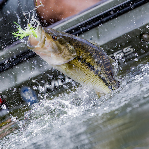 Become a River Bassin expert and you could catch bass like this beauty.