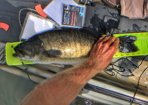 Chattahoochee River shoal bass are feisty and can get big.