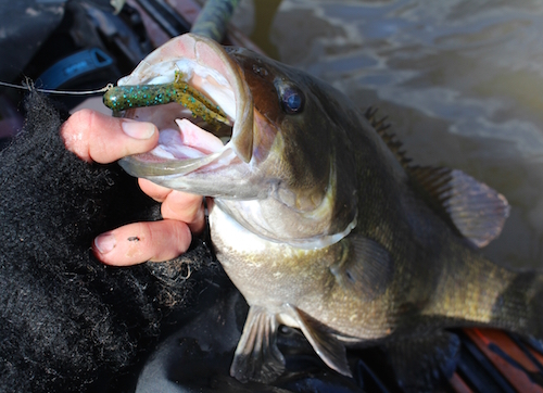A smallmouth bass is held up with a lure still attached to its' mouth.