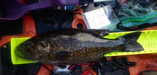Tourney Smallmouth Bass