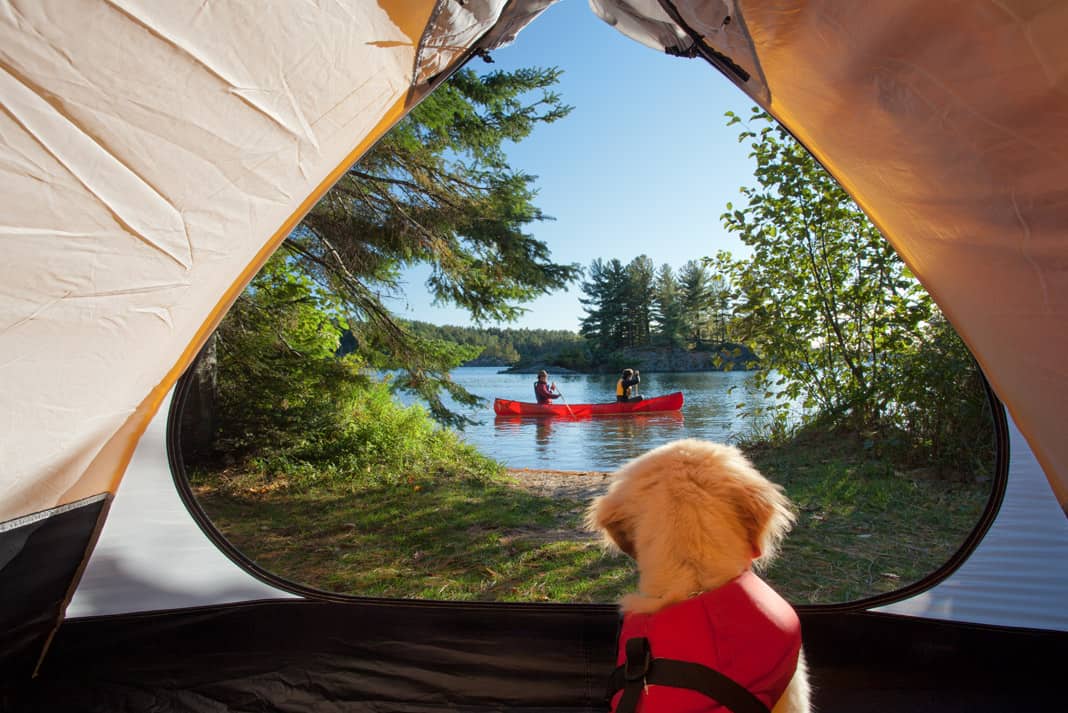 a puppy looking through a tent at two people paddling a canoe on a lake.