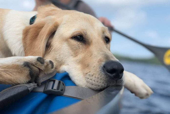 A dog on a canoe trip while a person paddles in the background