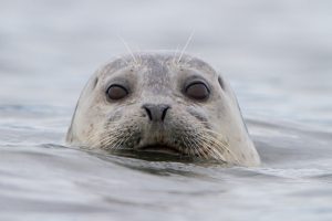 Eye to eye with a harbor seal, near Protection Island in Washington state. Many photos of paddlers and wildlife we see have been taken with a telephoto lens and cropped. | Photo: Gary Luhm