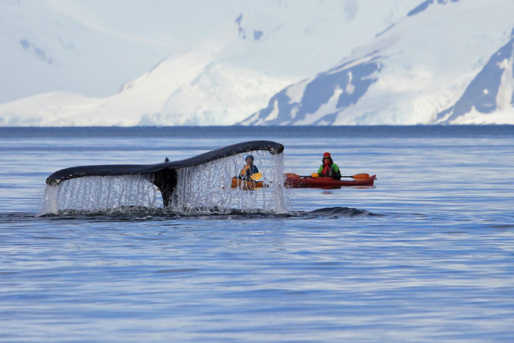 whales and kayakers
