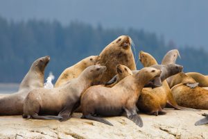 Steller Sea Lion haul out in Glacier Bay, Alaska. The National Oceanic and Atmospheric Association recommends motorboats keep a distance of 50 yards from swimming seals and sea lions, and 100 yards for shored up animals. | Photo: Gary Luhm