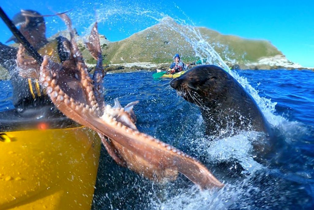 seal slaps kayaker with octopus