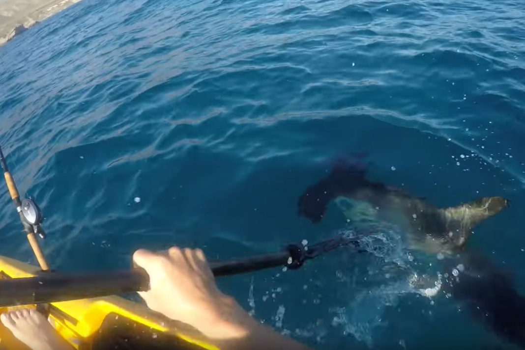 Video Kayak angler fights off aggressive hammerhead shark Kayak Angler