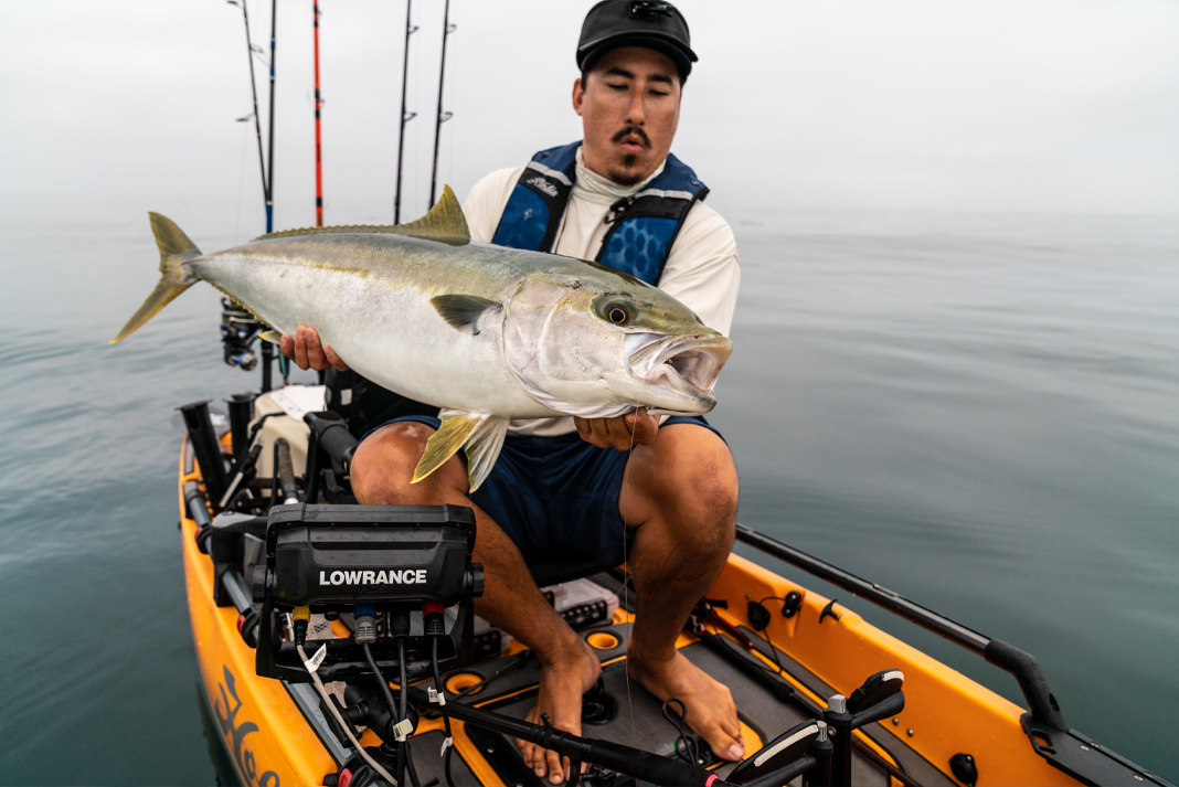 angler holds up a California yellowtail caught by trolling live bait