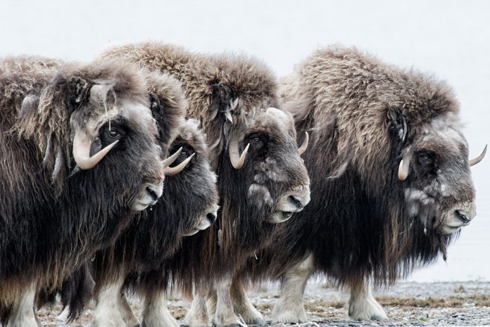 Is the future of the Arctic National Wildlife Refuge the future of Alaskan oil? | Photo: Peter Mather